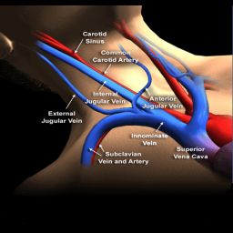 Image showing neck vein landmarks